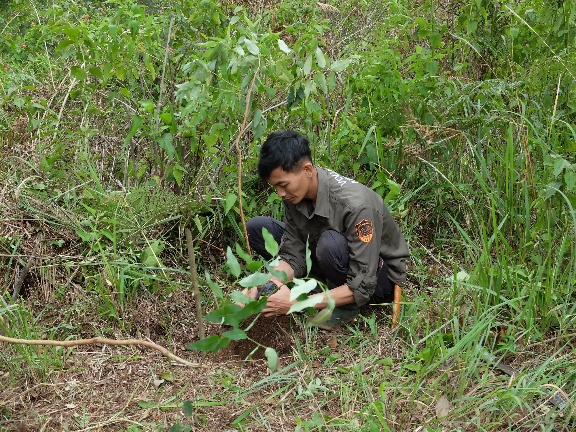 planting